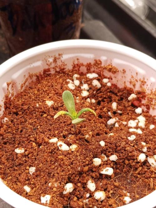 Pralines. Week 2 - 12/02