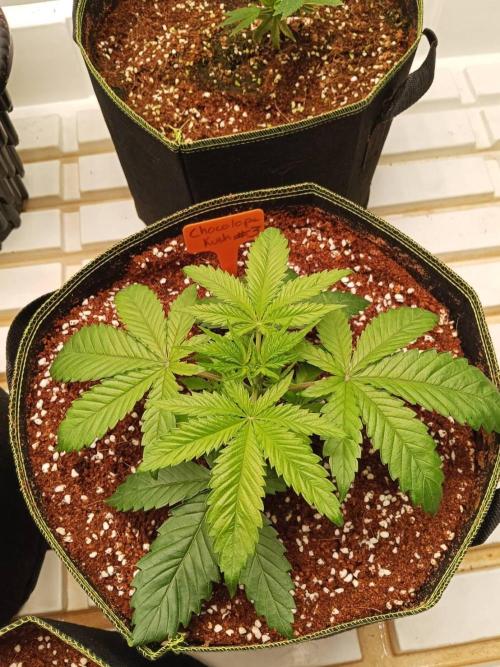 Chocolope Kush. Week 4 - 12/02