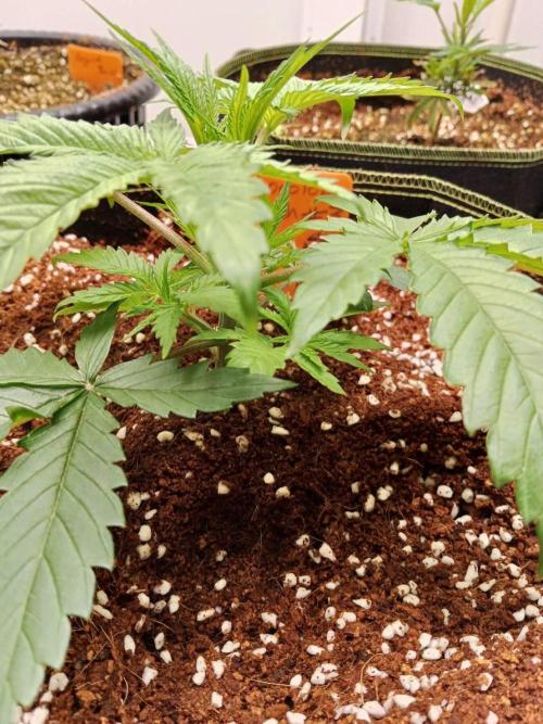 Chocolope Kush. Week 4 - 12/02