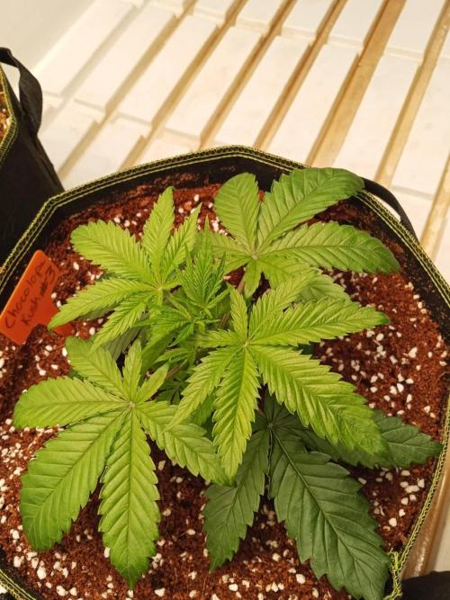 Chocolope Kush. Week 4 - 12/02
