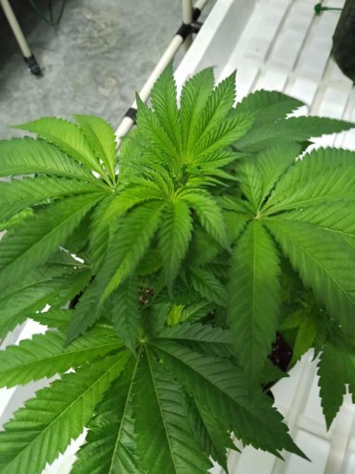 Grandpa Zombie. Week 8 - 12/02