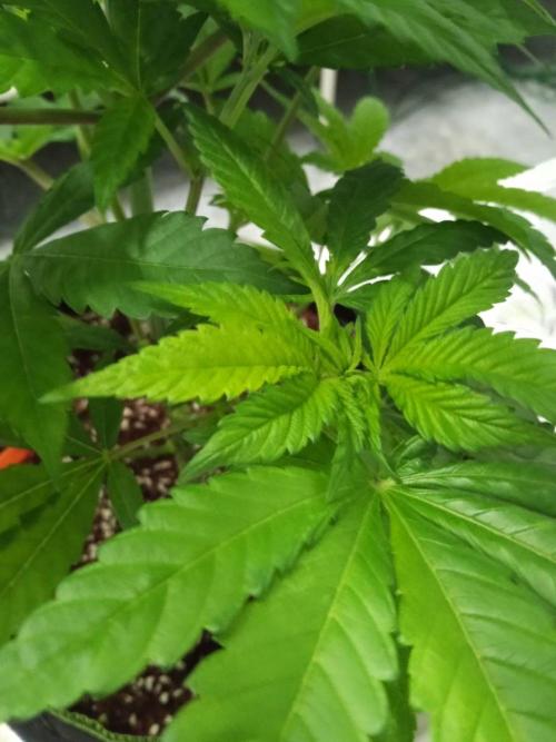 Grandpa Zombie. Week 8 - 12/02