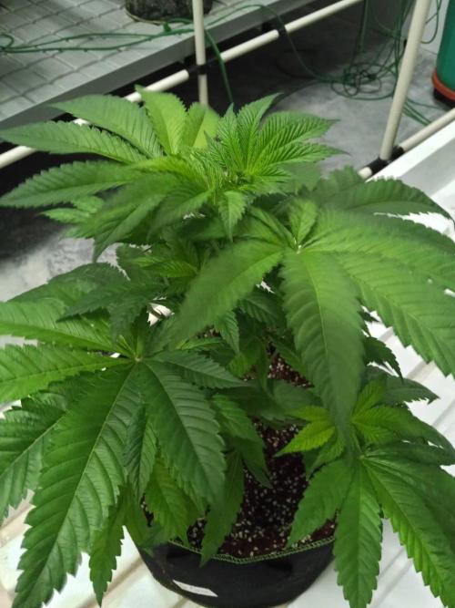 Grandpa Zombie. Week 8 - 12/02