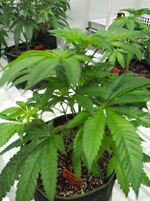 Grandpa Zombie. Week 8 - 12/02