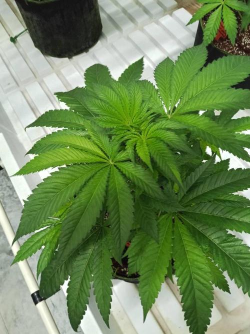 Grandpa Zombie. Week 8 - 12/02