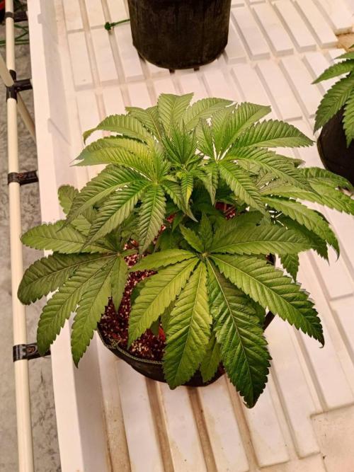 Grandpa Zombie. Week 7 - 10/02