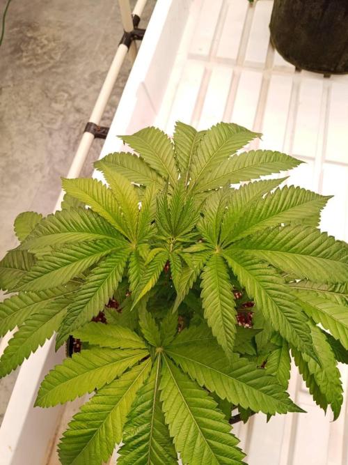 Grandpa Zombie. Week 7 - 10/02