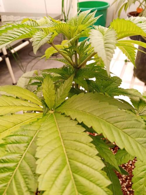 Grandpa Zombie. Week 7 - 10/02