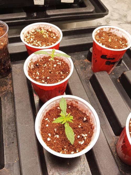 Pralines. Week 2 - 10/02