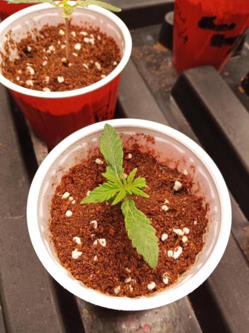 Pralines. Week 2 - 10/02