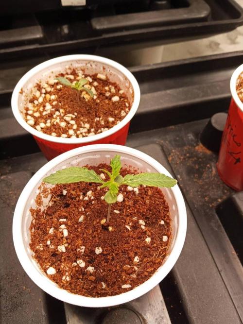 Pralines. Week 2 - 10/02