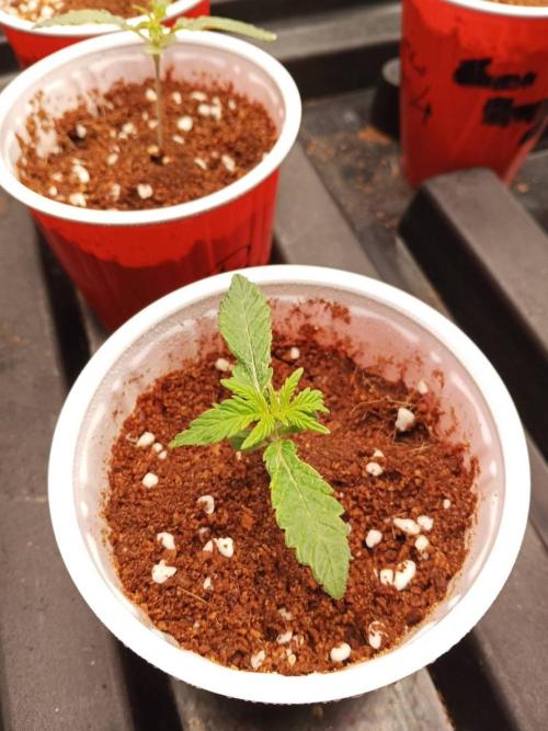 Pralines. Week 2 - 10/02