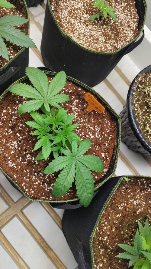 Chocolope Kush. Week 5 - 14/02