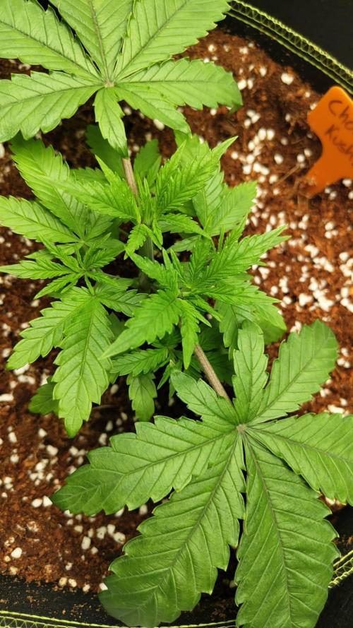 Chocolope Kush. Week 5 - 14/02