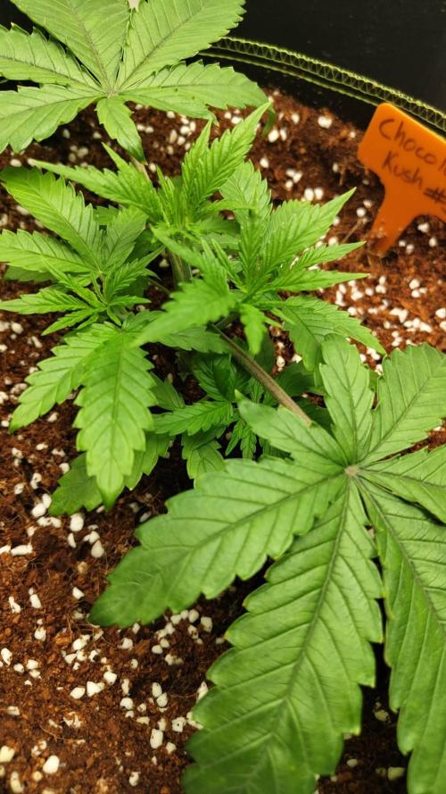 Chocolope Kush. Week 5 - 14/02