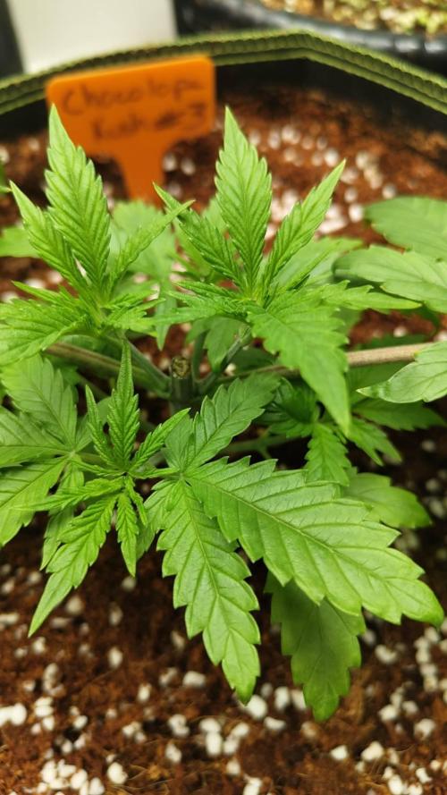 Chocolope Kush. Week 5 - 14/02