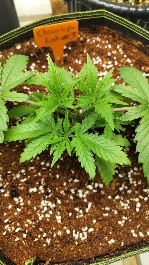 Chocolope Kush. Week 5 - 14/02