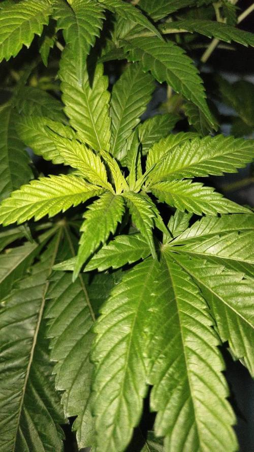 Grandpa Zombie. Week 8 - 14/02