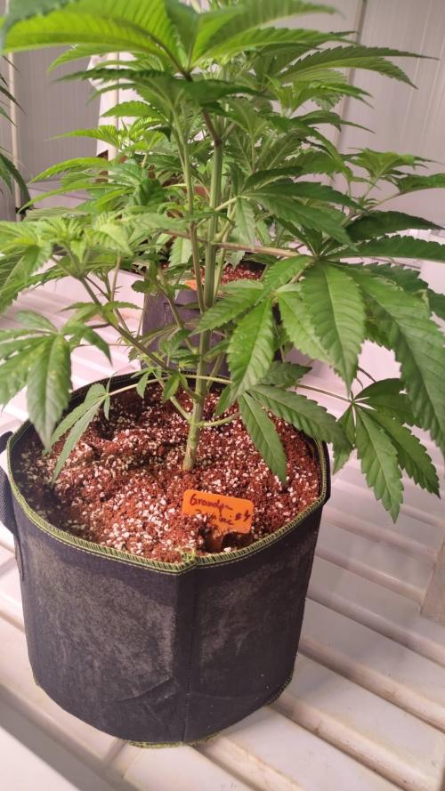 Grandpa Zombie. Week 8 - 14/02