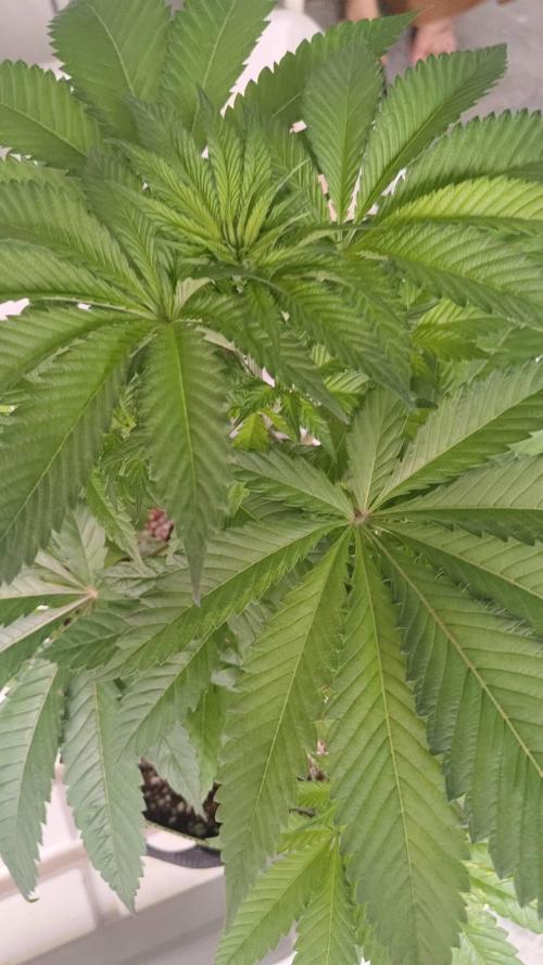 Grandpa Zombie. Week 8 - 14/02