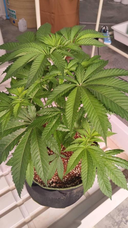 Grandpa Zombie. Week 8 - 14/02