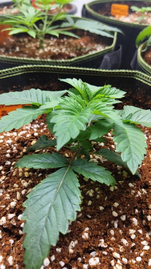 Grandpa Zombie. Week 8 - 14/02