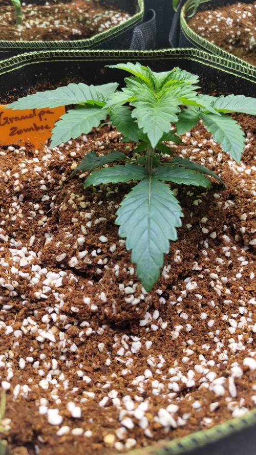 Grandpa Zombie. Week 8 - 14/02