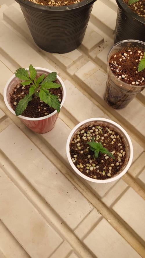 Pralines. Week 2 - 14/02