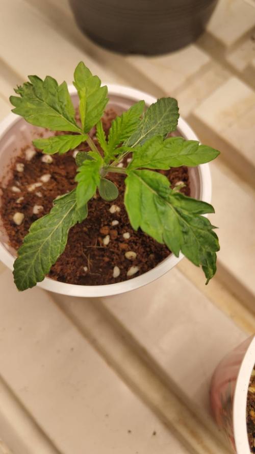 Pralines. Week 2 - 14/02