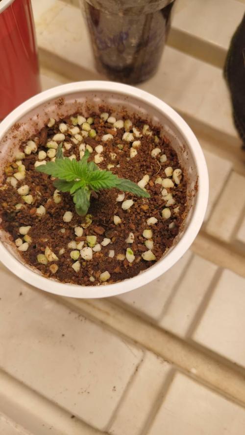 Pralines. Week 2 - 14/02