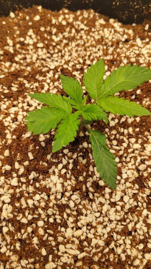 Pralines. Week 2 - 14/02