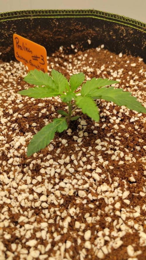 Pralines. Week 2 - 14/02