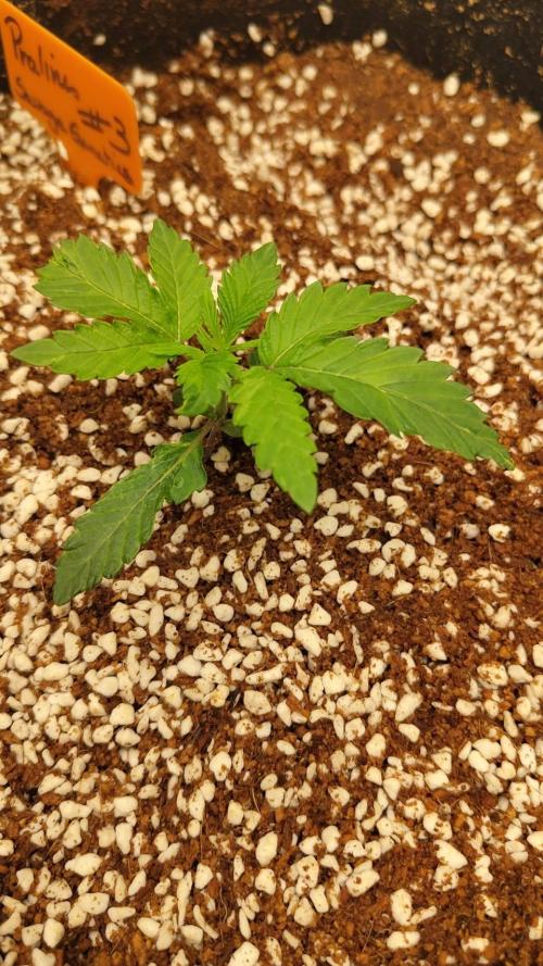 Pralines. Week 2 - 14/02