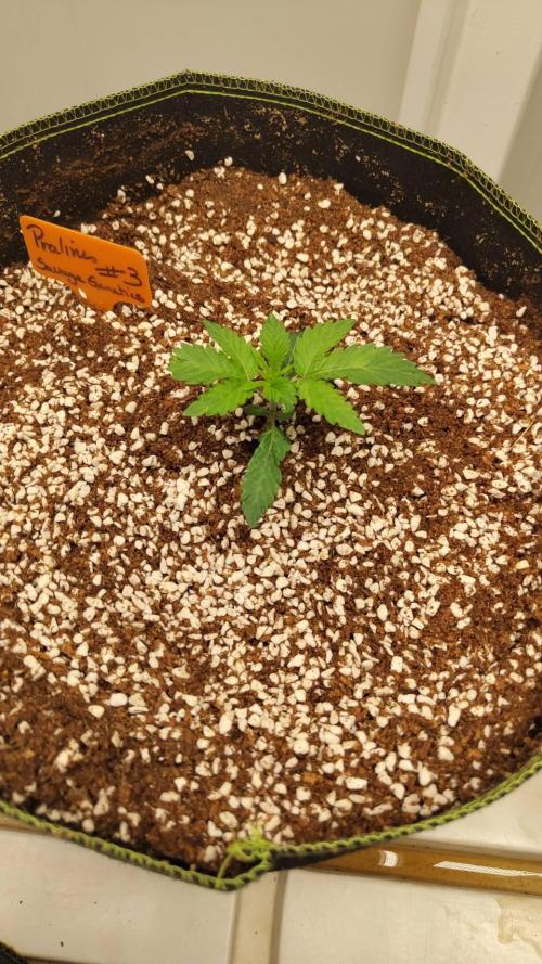 Pralines. Week 2 - 14/02