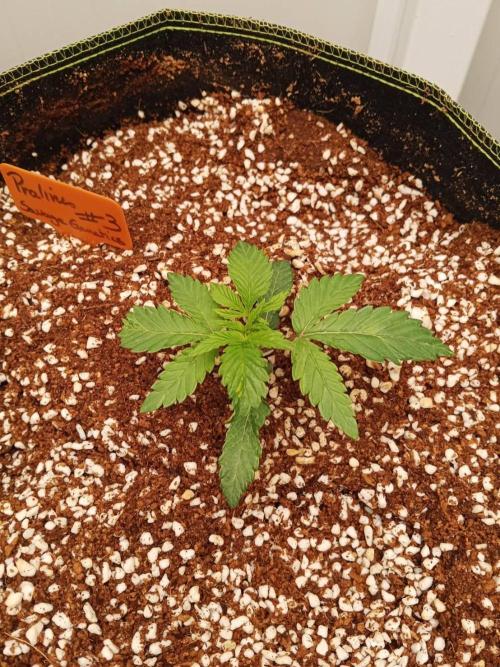 Pralines. Week 3 - 16/02