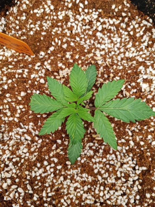 Pralines. Week 3 - 16/02