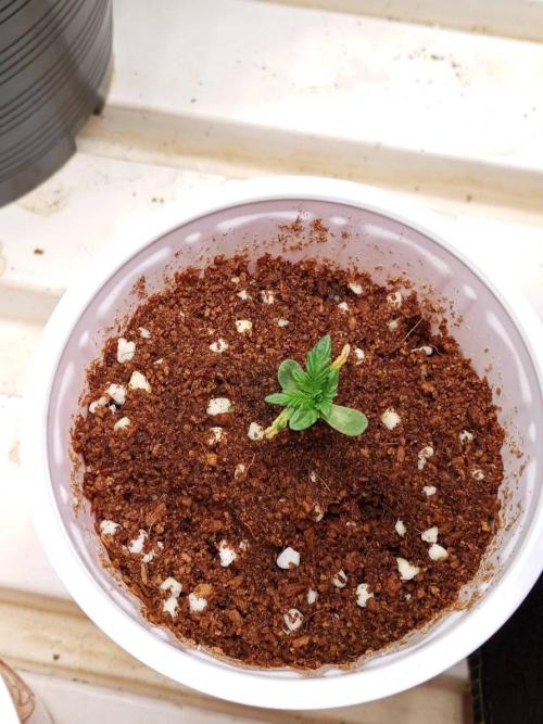 Pralines. Week 3 - 16/02