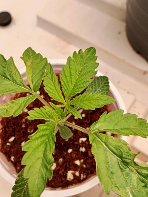 Pralines. Week 3 - 16/02