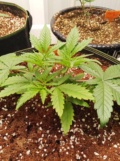 Chocolope Kush (P#1). Week 5 - 16/02