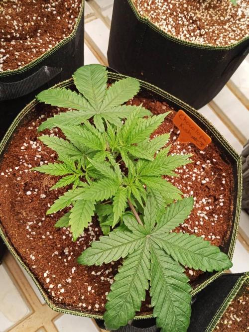 Chocolope Kush. Week 5
