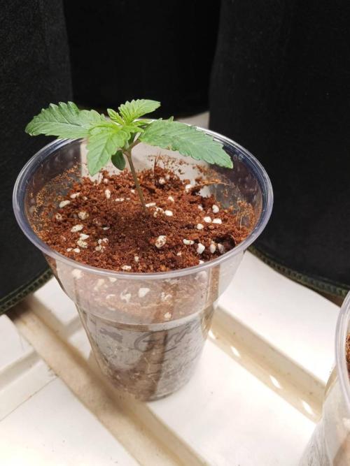 Grandpa Zombie #2. Week 2 - 04/02