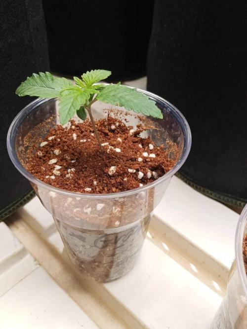 Grandpa Zombie #2. Week 2 - 04/02