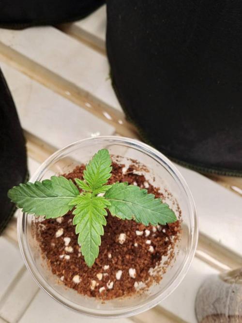 Grandpa Zombie #2. Week 2 - 04/02