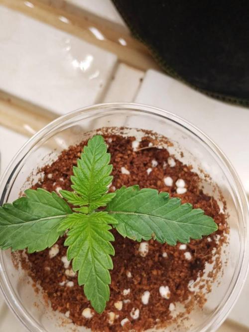 Grandpa Zombie #2. Week 2 - 04/02