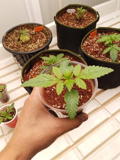 Grandpa Zombie #2. Week 3 - 04/02