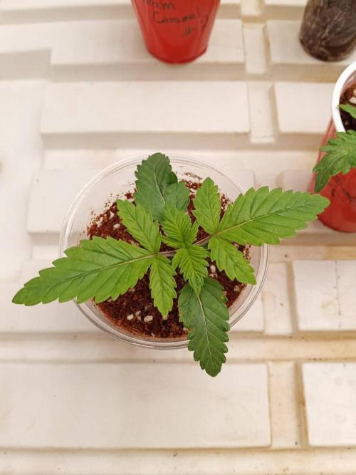 Grandpa Zombie #2. Week 3 - 04/02