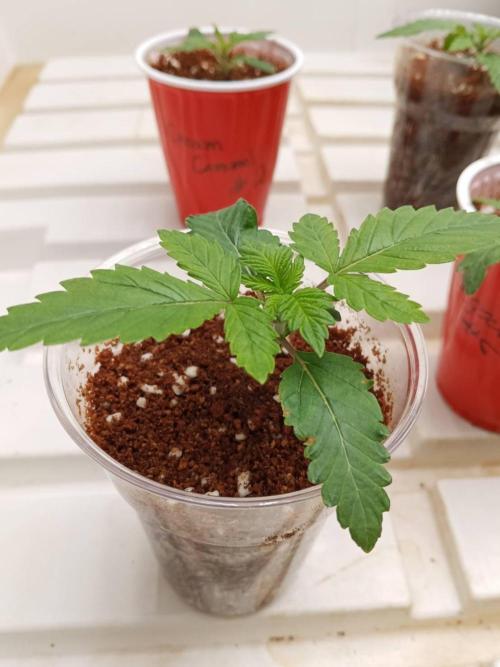 Grandpa Zombie #2. Week 3 - 04/02