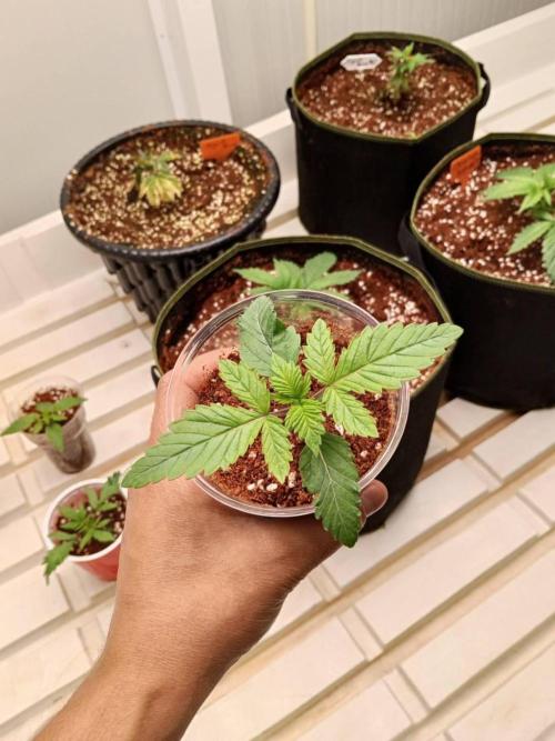 Grandpa Zombie #2. Week 3 - 04/02