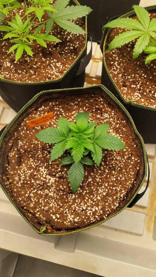 Grandpa Zombie #2. Week 4 - 14/02