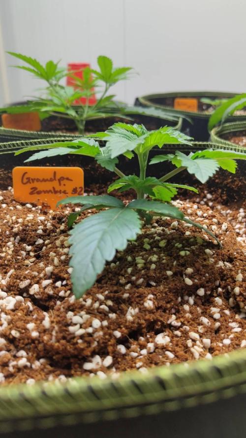 Grandpa Zombie #2. Week 4 - 14/02